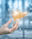 Liver